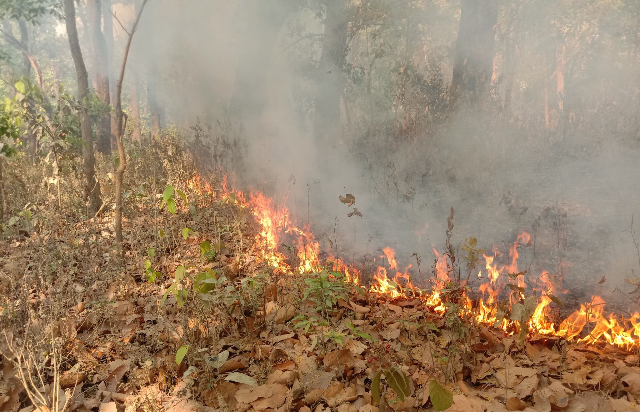 डढेलोले सखाप हुँदै सुदूरपश्चिमको वन, कैलालीमा मात्र ७ हजार हेक्टर वनमा डढेलो